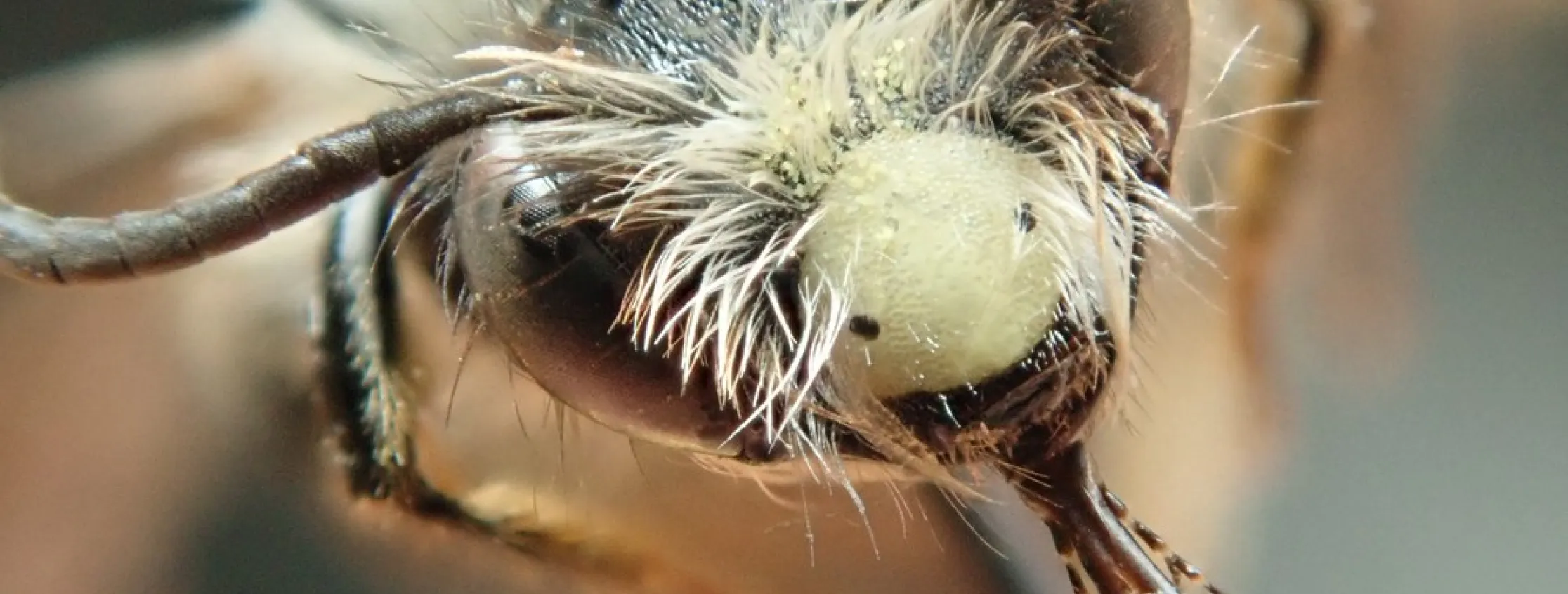 Andrena T.