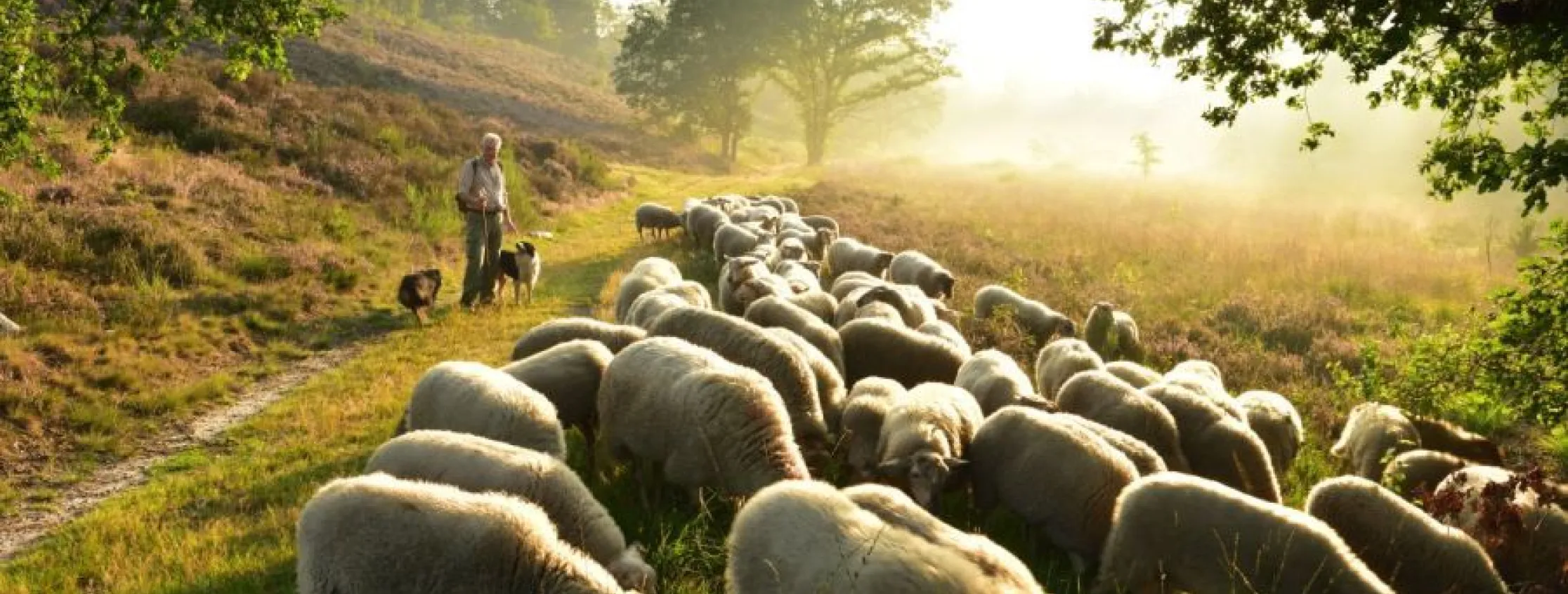 Sheep management