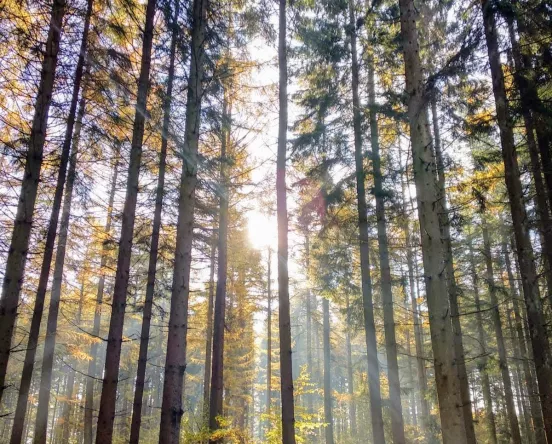 Zon door de bomen