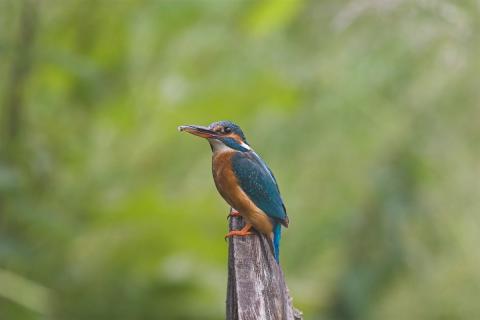 Ijsvogel