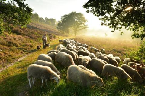 Sheep management