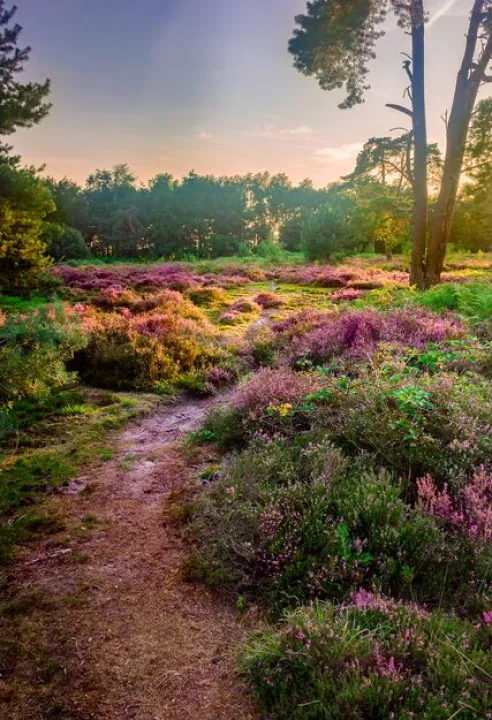 turnhoutsvennengebied